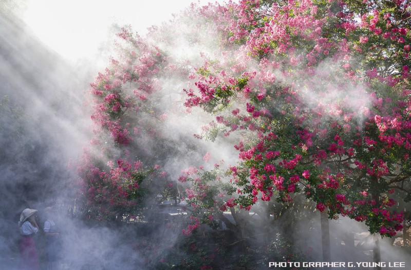 배롱꽃의 빛샤워