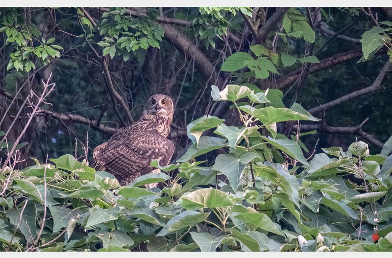 수리부엉이유조