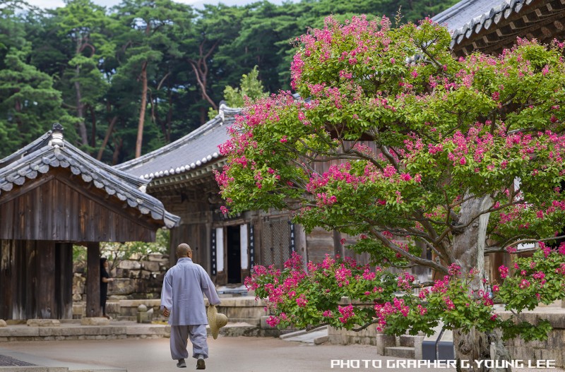 배롱꽃이 있는 사찰