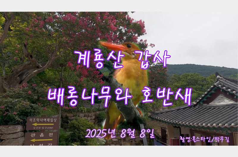 갑사배롱꽃나무와매미소리