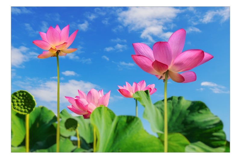 하늘을 품은 연꽃의 미소