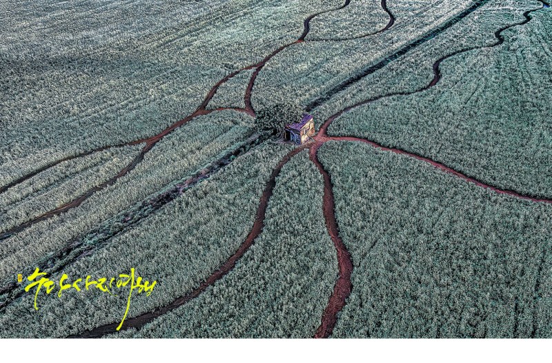 메밀꽃 향기 따라 가는 길