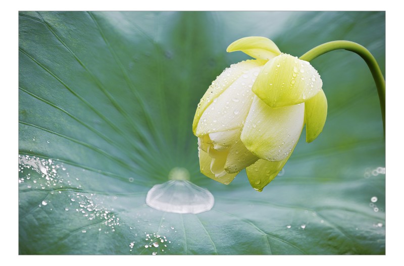 이슬을 머금은 백련