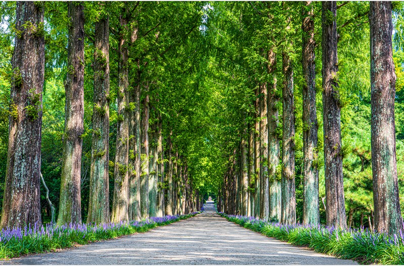 나주 메타세쿼이아길