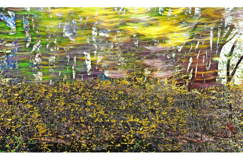 삼릉 개나리 감성 사진