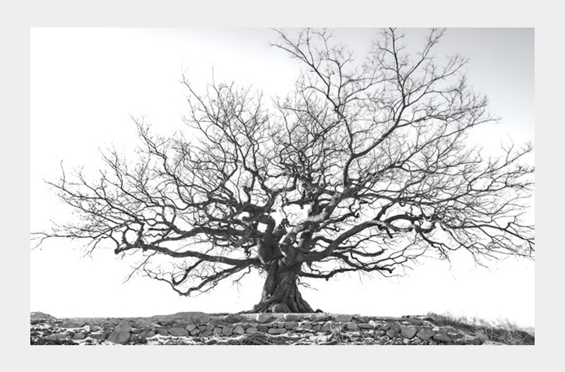 팽나무(보호수)