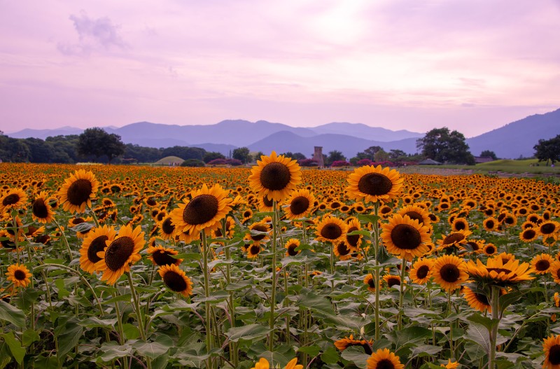 첨성대와 해바라기