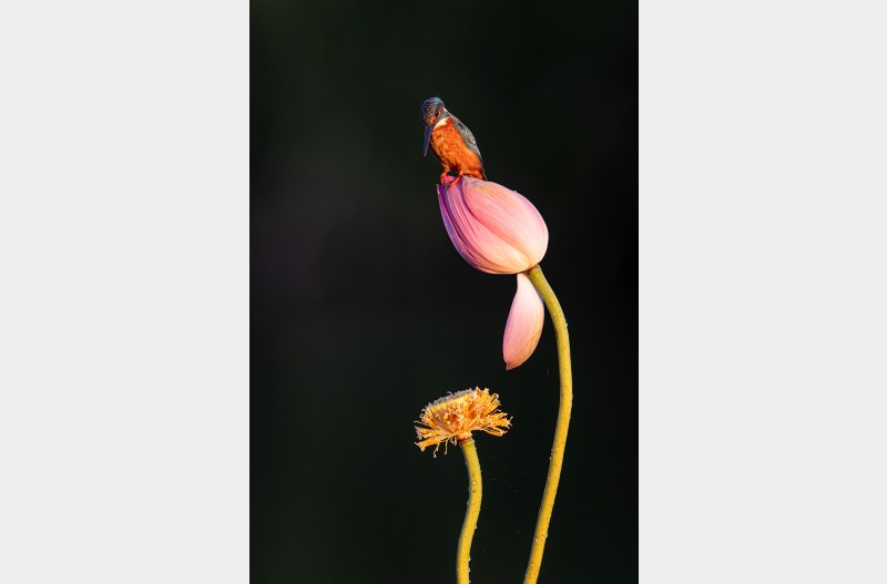 일출빛과 물총새