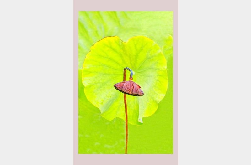 한 여름날의 꿈