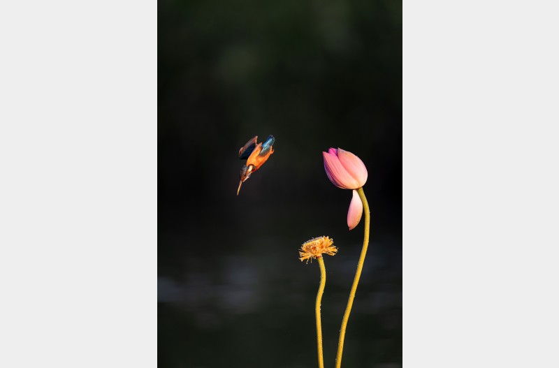 아침 햇살 .연  .물총새