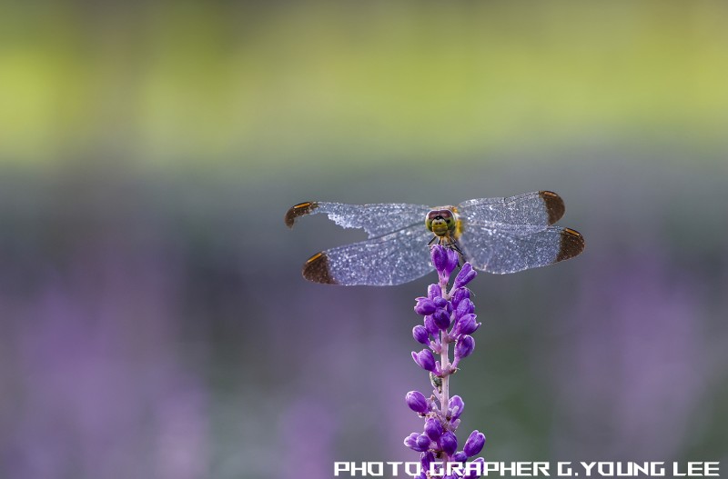 나도 꽃을 좋아해..