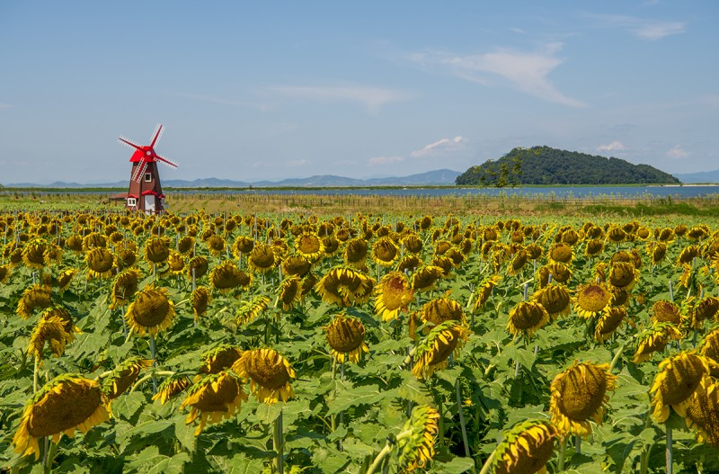 끝물의 강화도 해바라기