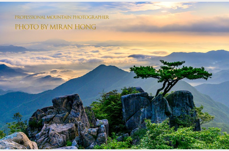 소나무가 있는 풍경