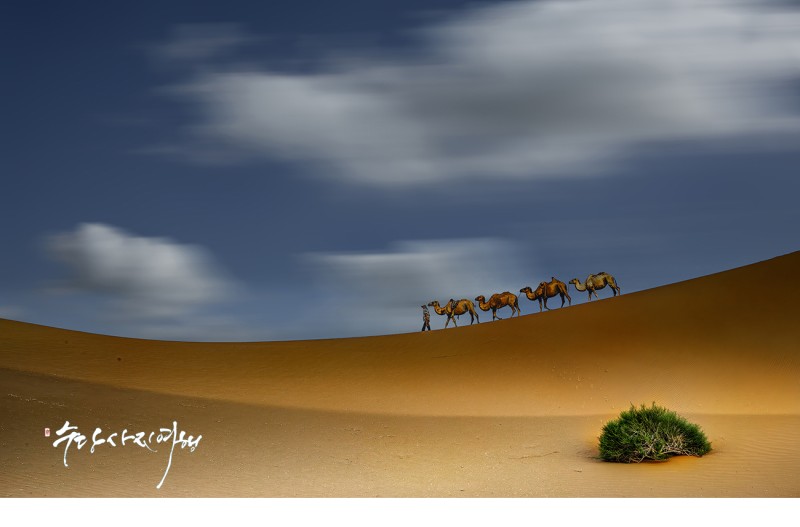 사막을 건너는 행렬!