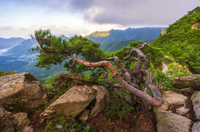 승천하는 이무기