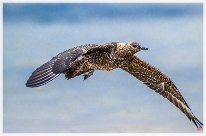 북극도둑갈매기