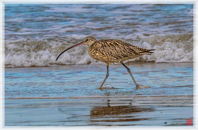 알락꼬리마도요