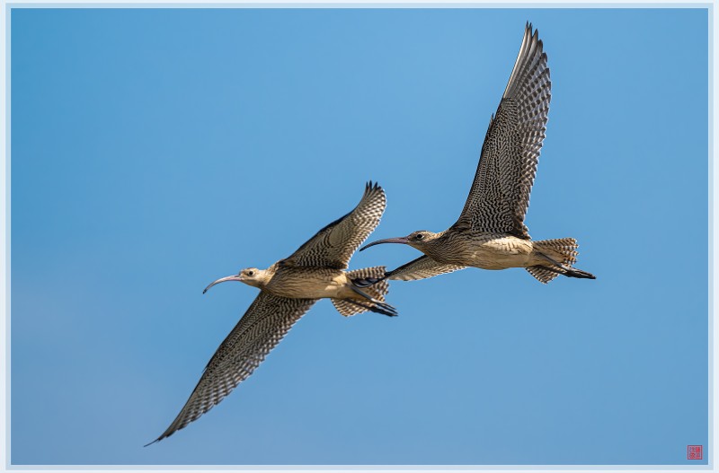 알락꼬리 마도요