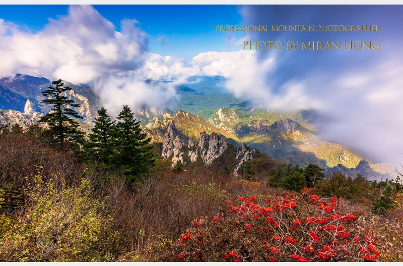 붉은 마가목 열매가 있는 용아장성