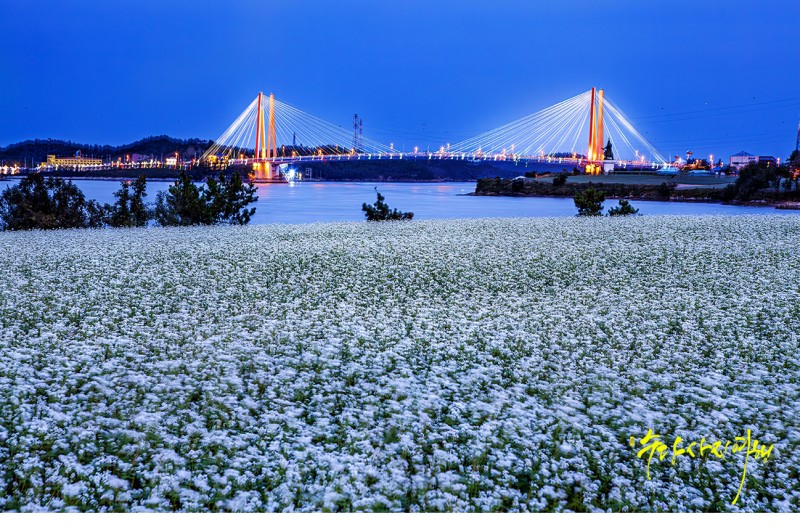 진도대교 이야기