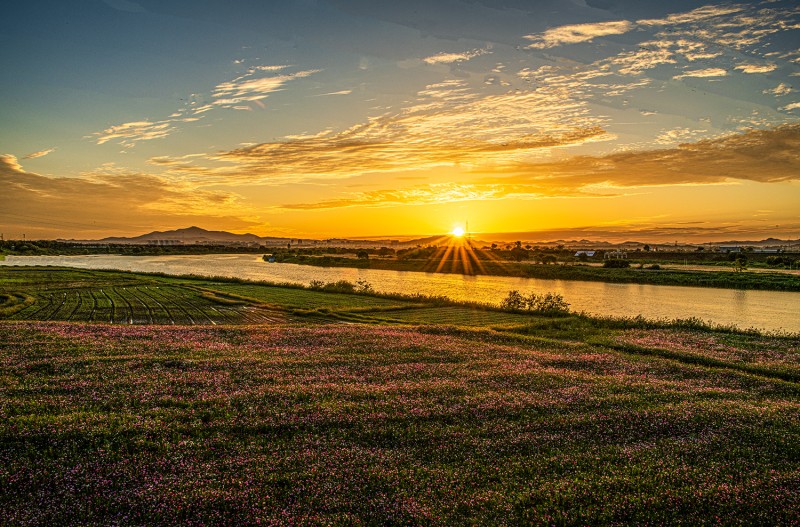 영산강과 코스모스