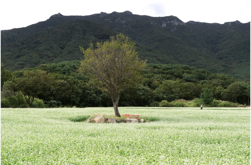 메밀꽃 피는 계절에~~