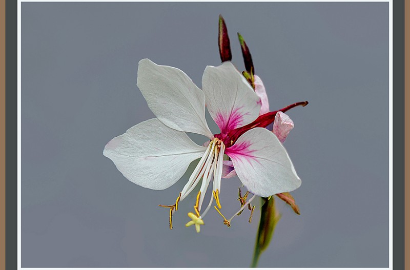 가우리흰바늘꽃