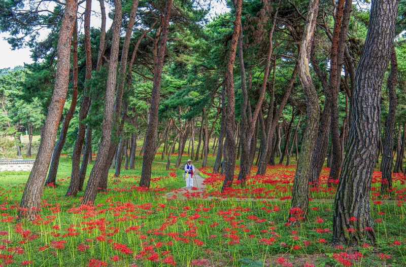 부안 석불산 꽃무릇