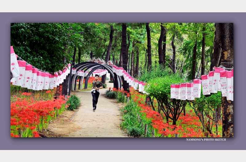 꽃무릇 꽃밭에서 -----