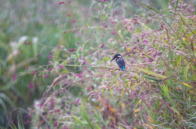 비 그리고 물총새
