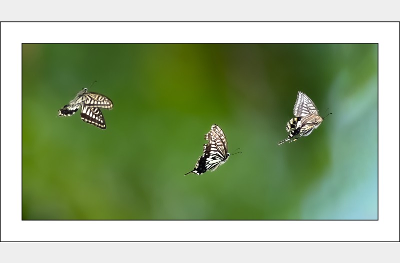 호랑나비날다....