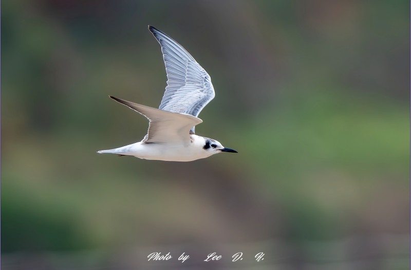 흰죽지제비갈매기