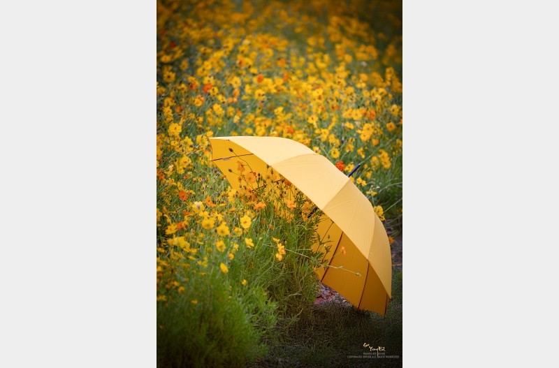 가을은 참 예쁘다