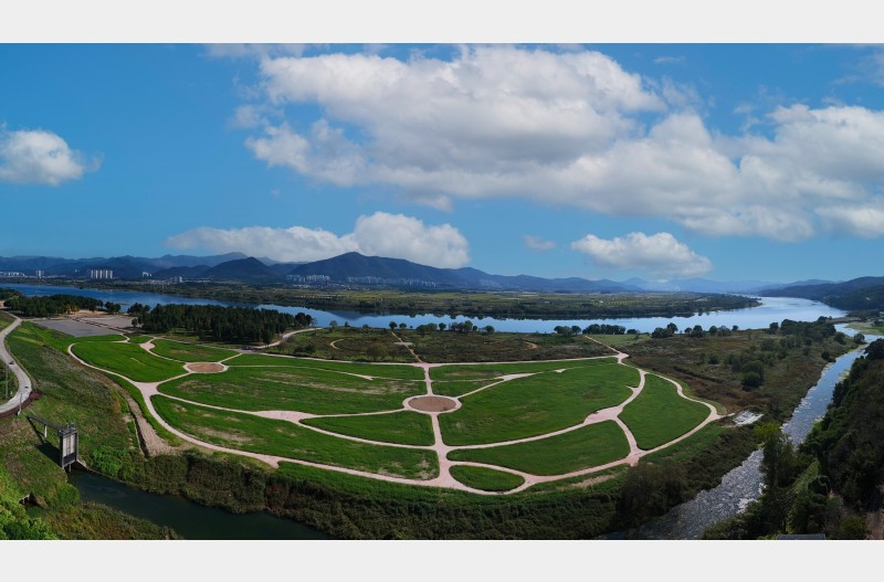 미완의 아름다움을 품은 코스모스