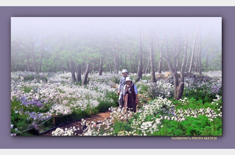 구절초 밭을 거닐며 -----