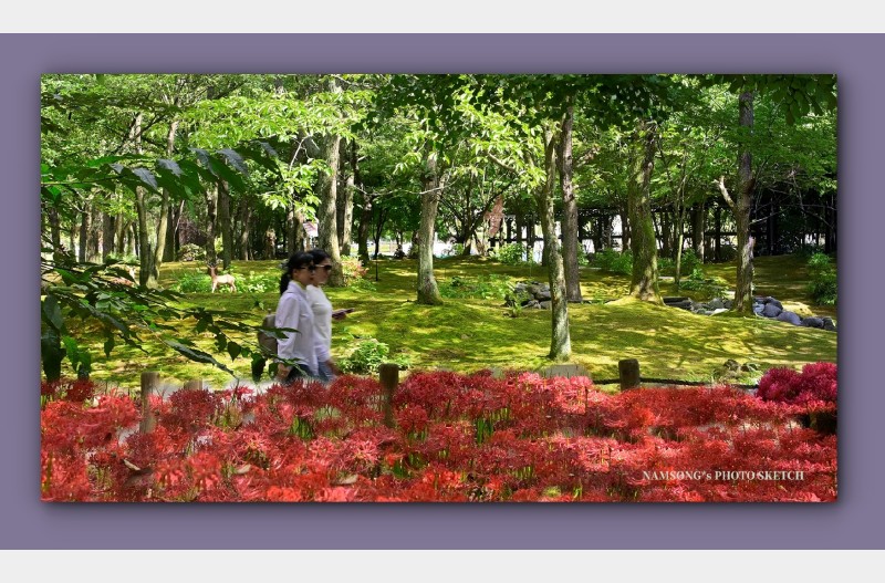 꽃무릇 꽃밭길 거닐며 ----