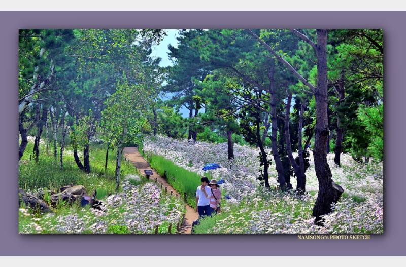 구절초 밭의 풍경 -