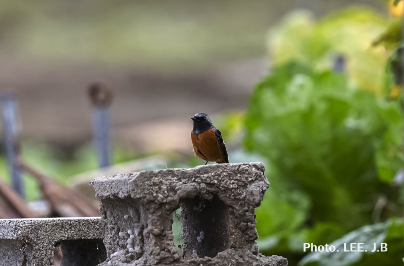 대문 앞에 나타난 딱새