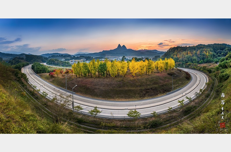 진안ic 은행나무 빛