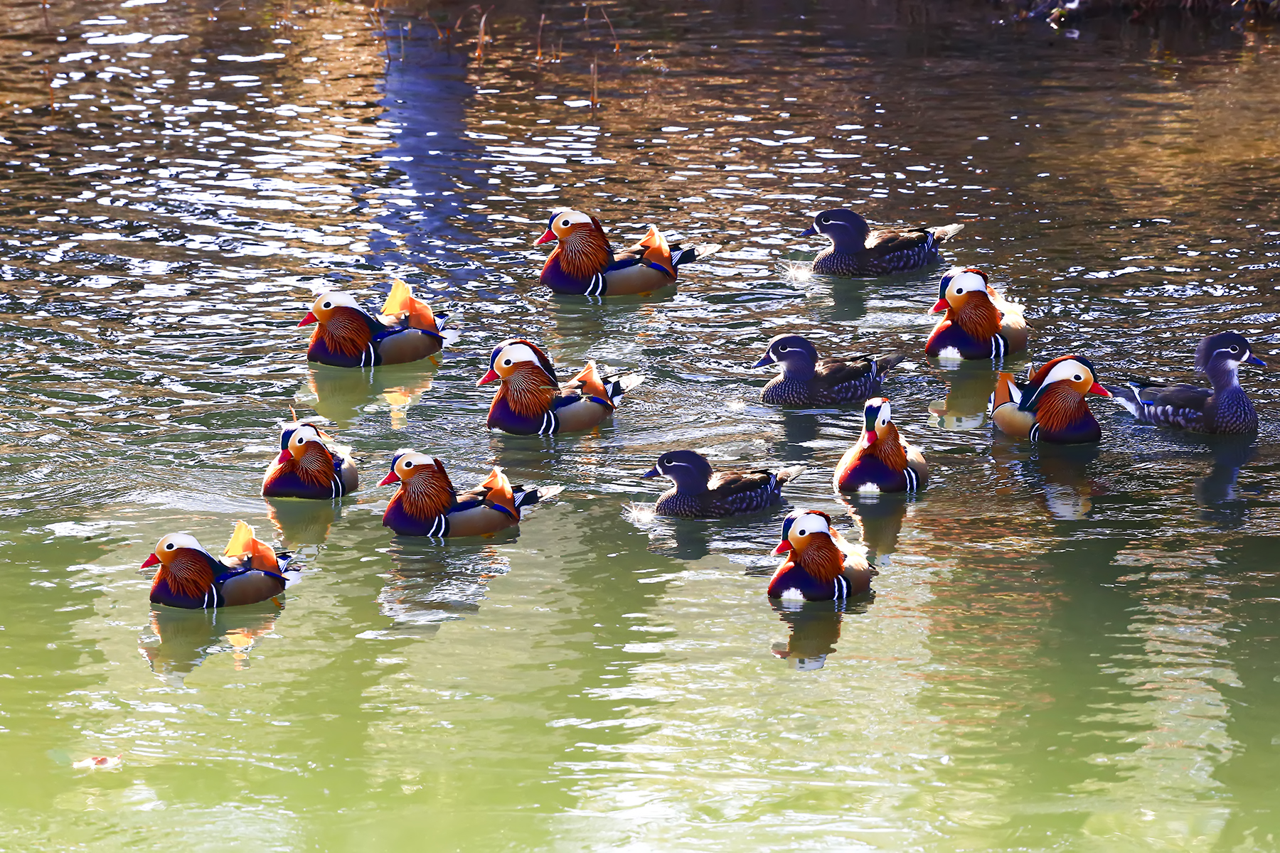 PHOTO BY WO2YA LAB | Canon EOS-1D X Mark II | 2024:01:05 16:45:36 | ISO-3200 | 1/2000 sec | f 22 | 227 mm | EV=0 | ● WIDTH:1800 pixels  HEIGHT:1200 pixels