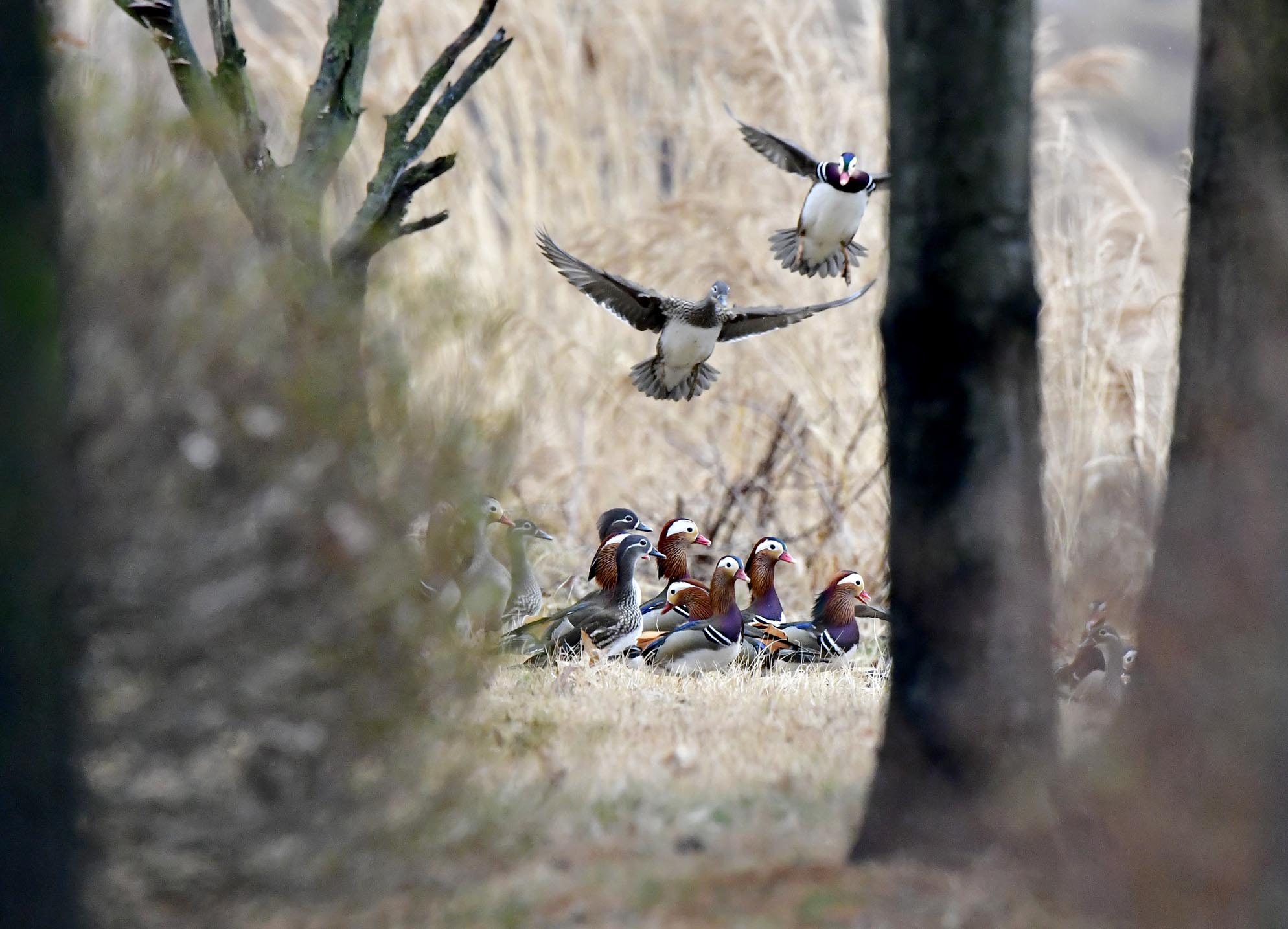 PHOTO BY  | NIKON D850 | 2024:02:05 09:23:46 | ISO-3200 | 1/1000 sec | f 7.1 | 600 mm | EV=0.3 | ● WIDTH:1988 pixels  HEIGHT:1435 pixels