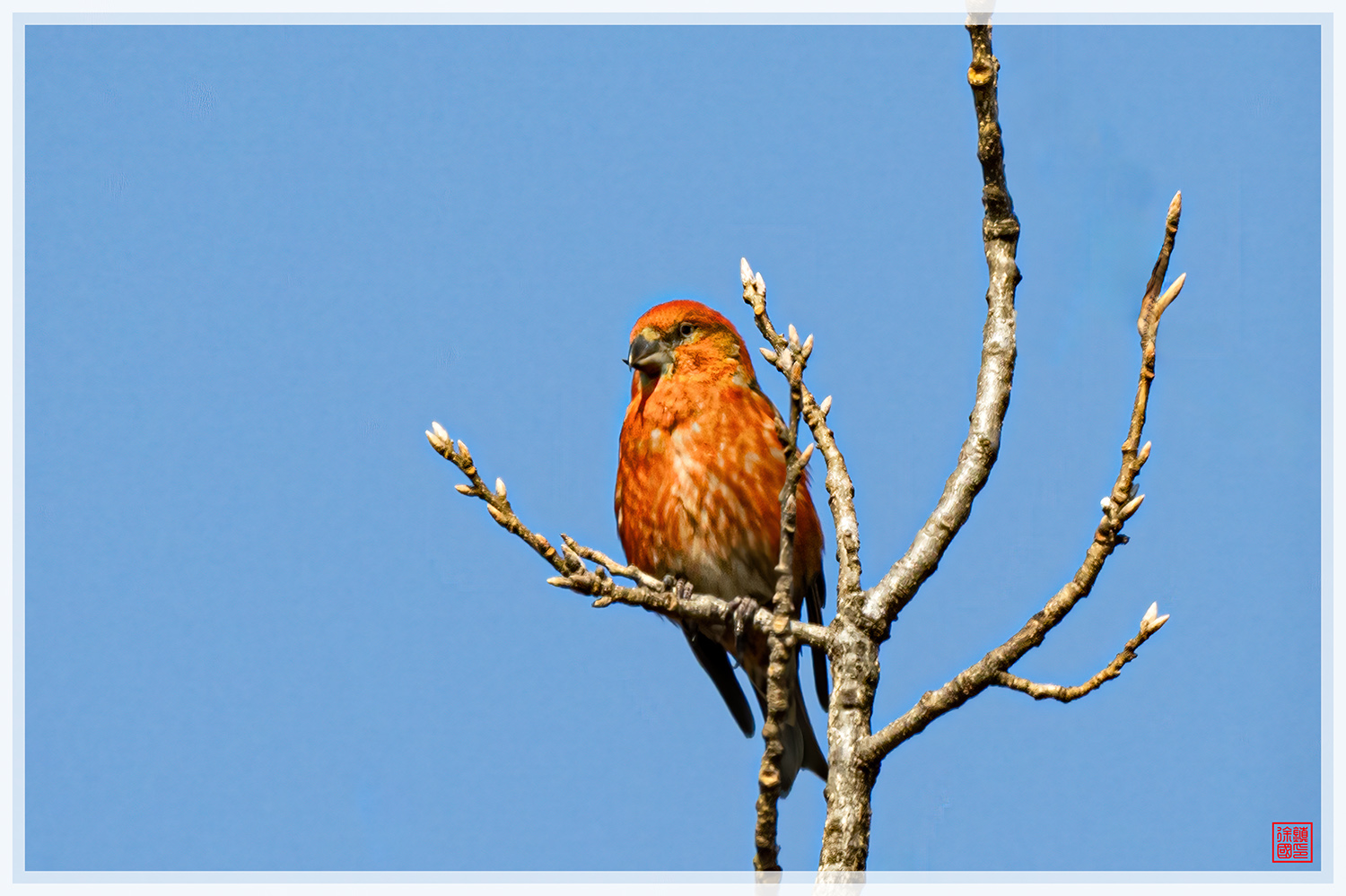 PHOTO BY  | NIKON Z 9 | 2024:02:12 13:38:51 | ISO-560 | 1/2500 sec | f 6.3 | 840 mm | EV=0.3 | ● WIDTH:1500 pixels  HEIGHT:999 pixels