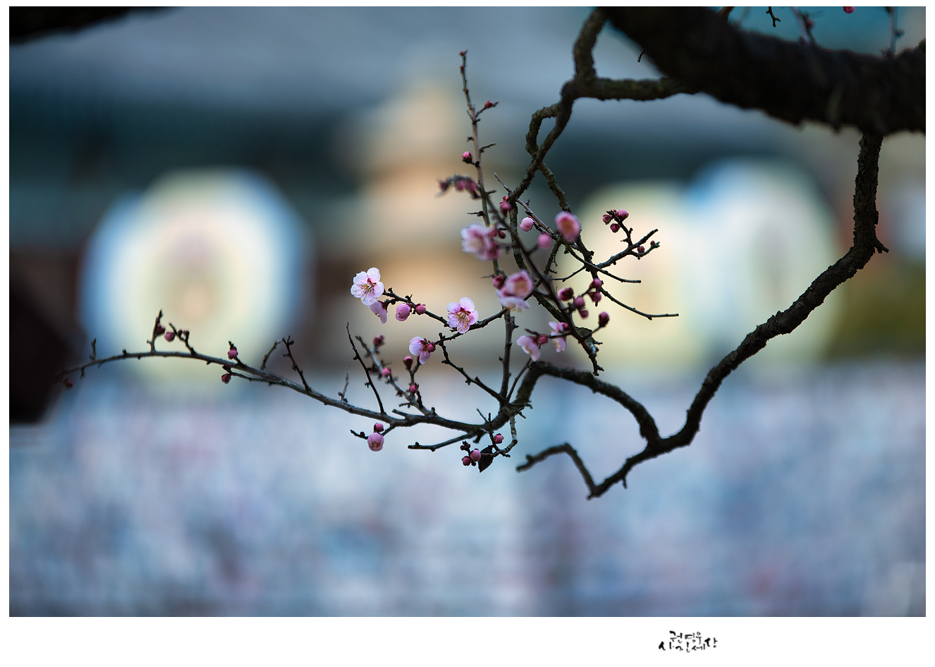 PHOTO BY Kwon Young Woo | NIKON D850 | 2024:02:17 07:26:37 | ISO-100 | 1/60 sec | f 2.8 | 175 mm | EV=-0.7 | ● WIDTH:1326 pixels  HEIGHT:947 pixels