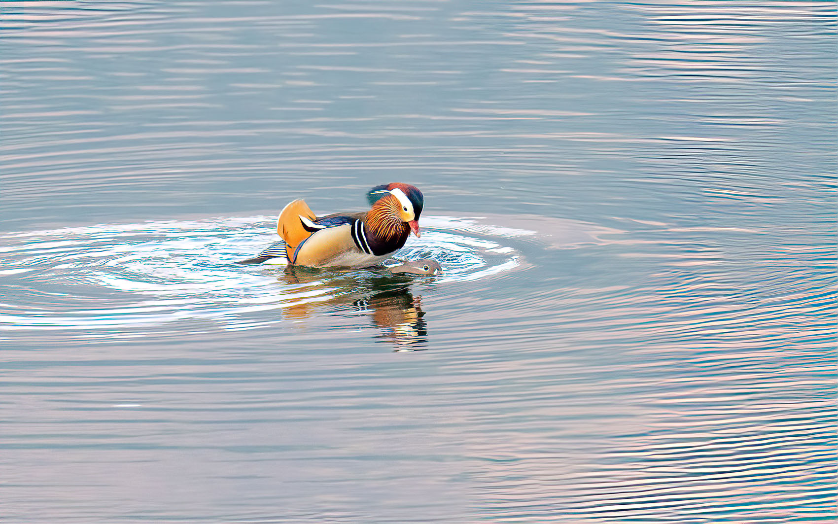 PHOTO BY KKY_CWANG_YEOL | NIKON Z 8 | 2024:02:12 07:51:53 | ISO-2000 | 1/250 sec | f 8 | 400 mm | EV=0.3 | ● WIDTH:1700 pixels  HEIGHT:1063 pixels