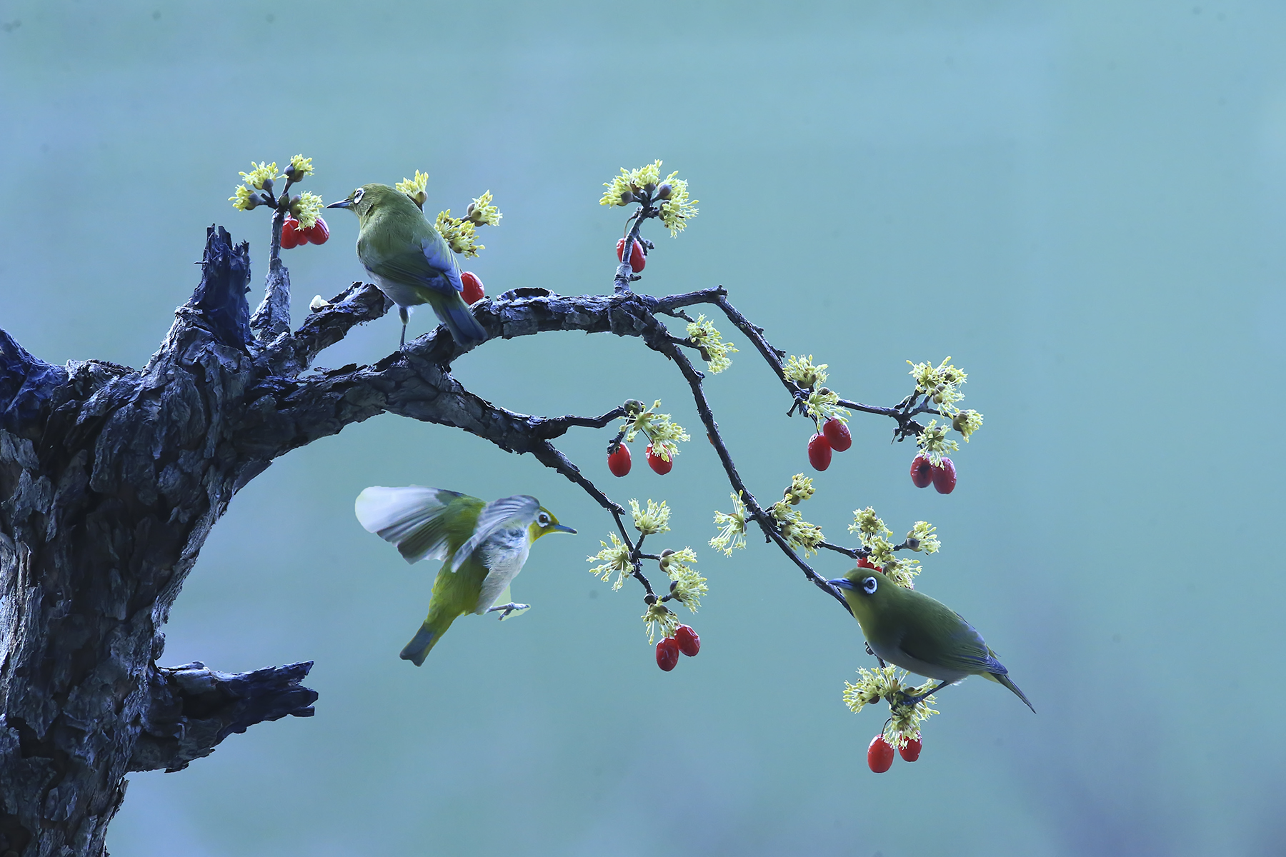 PHOTO BY WO2YA LAB | Canon EOS-1D X Mark II | 2024:02:07 16:52:53 | ISO-3200 | 1/2000 sec | f 16 | 360 mm | EV=0 | ● WIDTH:1800 pixels  HEIGHT:1200 pixels