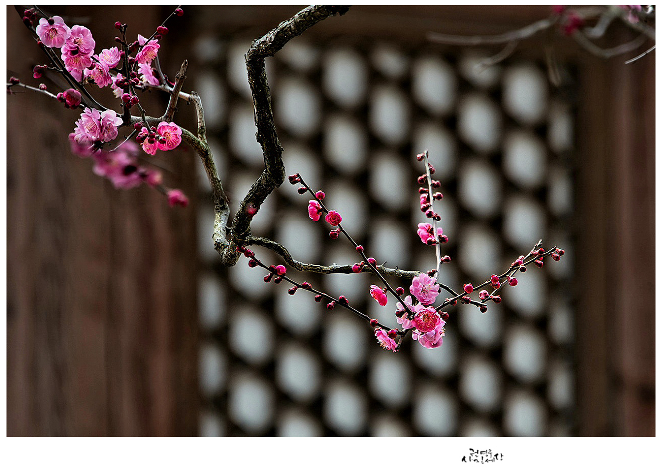 PHOTO BY Kwon Young Woo | NIKON D850 | 2024:02:17 07:47:47 | ISO-640 | 1/1250 sec | f 2.8 | 70 mm | EV=-0.7 | ● WIDTH:1326 pixels  HEIGHT:947 pixels