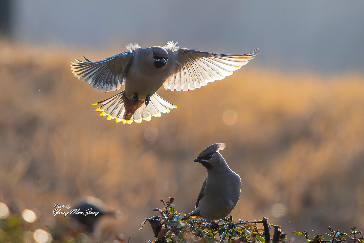 PHOTO BY  | NIKON Z 9 | 2024:02:17 16:45:34 | ISO-1400 | 1/5000 sec | f 5 | 600 mm | EV=0 | ● WIDTH:  HEIGHT: