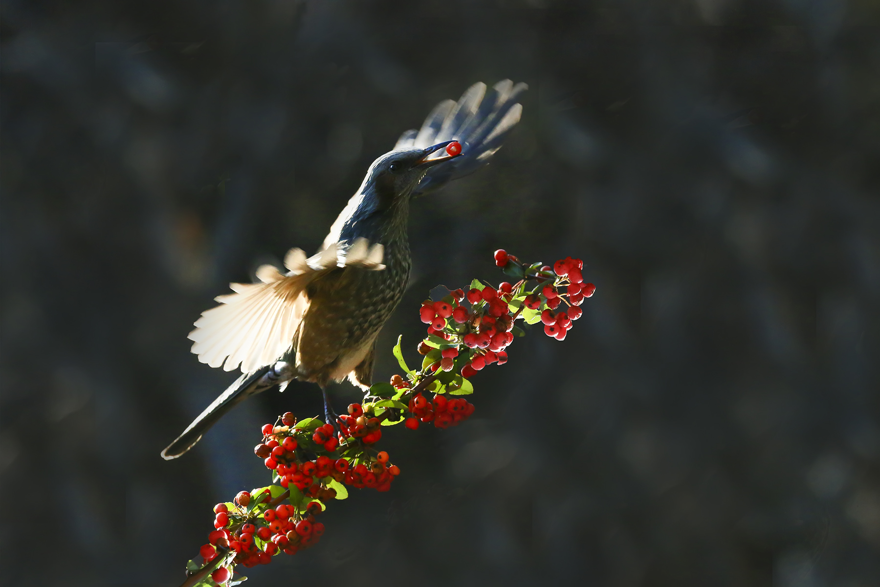 PHOTO BY WO2YA LAB | Canon EOS-1D X Mark II | 2024:02:23 10:59:54 | ISO-3200 | 1/2000 sec | f 14 | 400 mm | EV=0 | ● WIDTH:1800 pixels  HEIGHT:1200 pixels