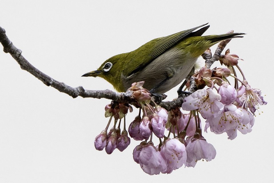 PHOTO BY KWON BYUNG JIN | NIKON Z 8 | 2024:03:03 14:16:47 | ISO-100 | 1/1250 sec | f 6.3 | 600 mm | EV=0 | ● WIDTH:958 pixels  HEIGHT:639 pixels