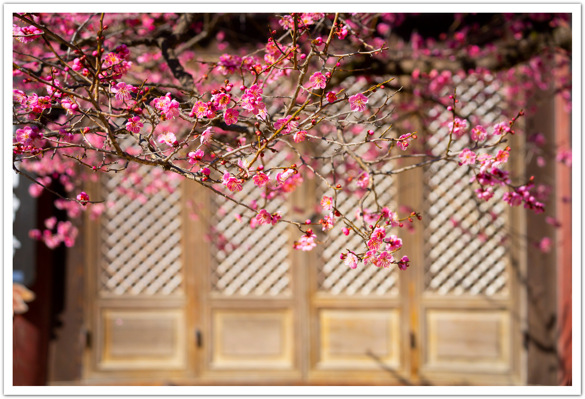 PHOTO BY Sil Sang Kim | ILCE-7RM4 | 2024:02:17 03:09:52 | ISO-250 | 1/1600 sec | f 5.6 | 84 mm | EV=0 | ● WIDTH:1987 pixels  HEIGHT:1354 pixels